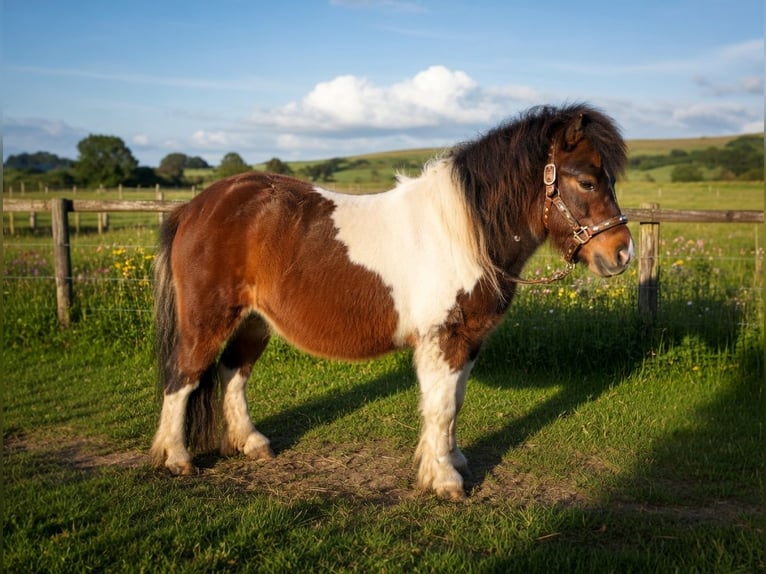 NMPRS Stallion 4 years Champagne in Wetzlar