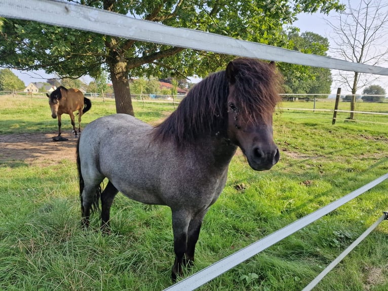 NMPRS Stallion 5 years Roan-Red in Hamm