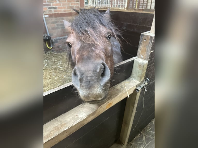 NMPRS Stallion 5 years Roan-Red in Hamm