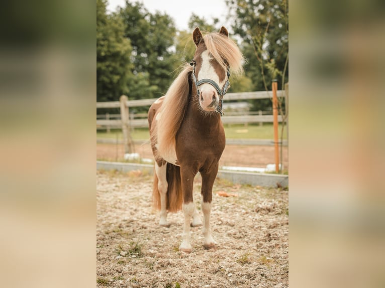 NMPRS Stallion 6 years 9,1 hh Pinto in Meldert