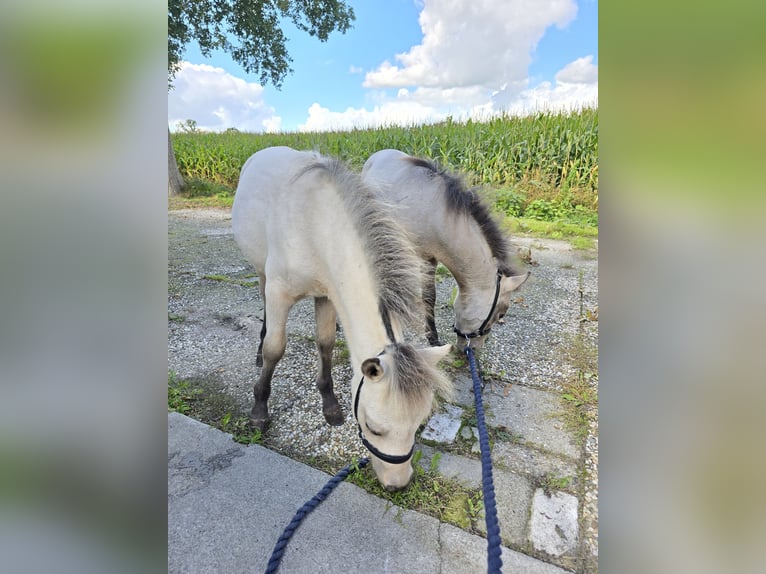 NMPRS Stallion Foal (03/2025) 5,3 hh Dun in De Wilp