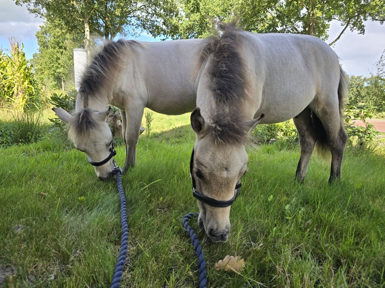NMPRS Stallion Foal (03/2025) 5,3 hh Dun in De Wilp