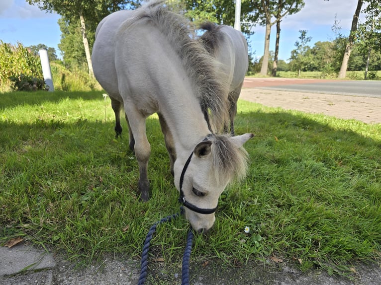 NMPRS Stallion Foal (03/2025) 5,3 hh Dun in De Wilp