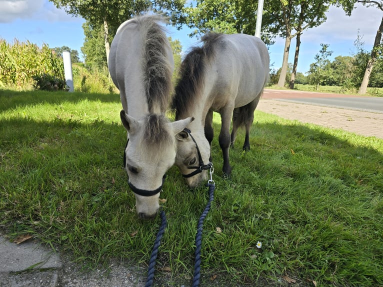 NMPRS Stallion Foal (03/2025) 5,3 hh Dun in De Wilp