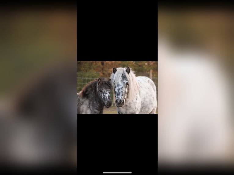 NMPRS Stallion Leopard-Piebald in nethen