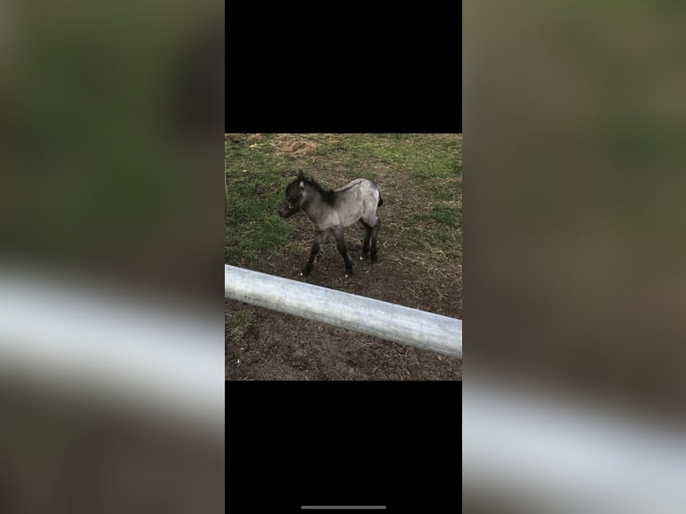 NMPRS Stallion Leopard-Piebald in nethen