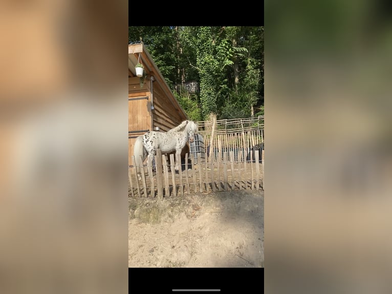 NMPRS Stallion Leopard-Piebald in nethen