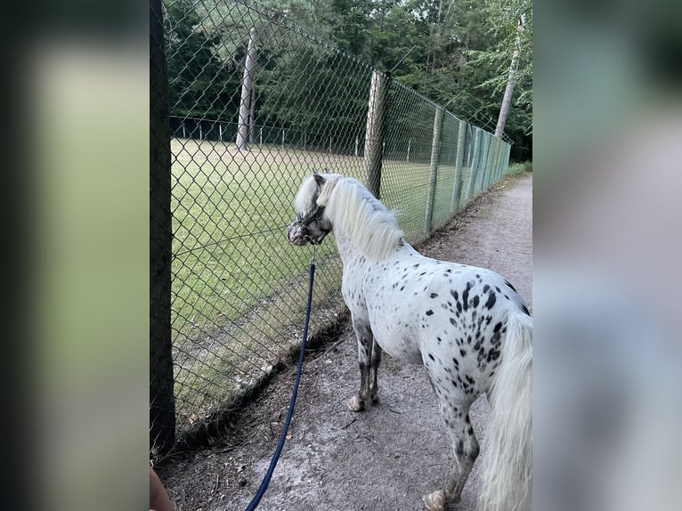 NMPRS Stallion Leopard-Piebald in nethen