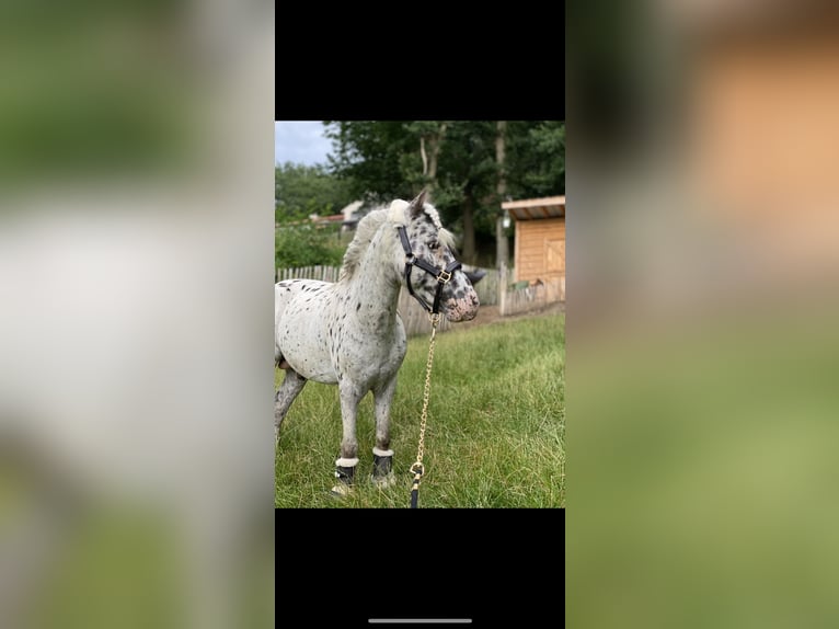 NMPRS Stallion Leopard-Piebald in nethen