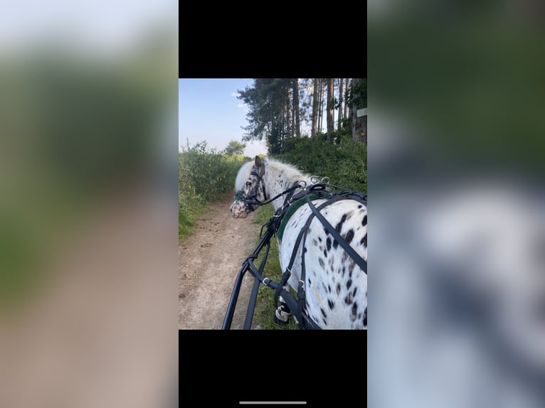 NMPRS Stallion Leopard-Piebald in nethen