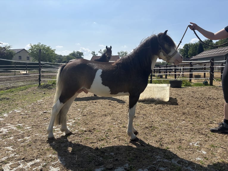 NMPRS Stallone 3 Anni 102 cm in Schin op Geul