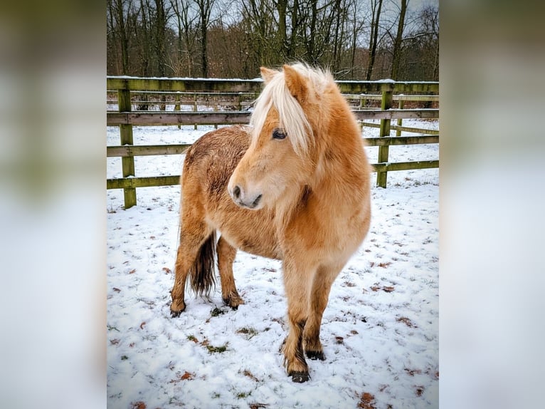 NMPRS Stallone 4 Anni Champagne in Wetzlar