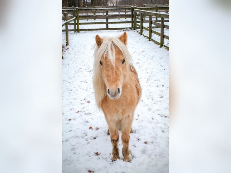 NMPRS Stallone 4 Anni Champagne in Wetzlar