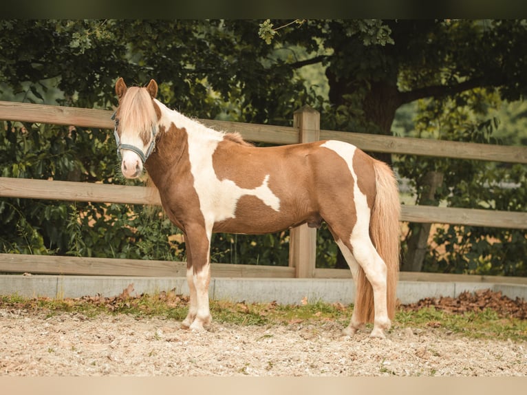 NMPRS Stallone 6 Anni 96 cm Pezzato in Meldert