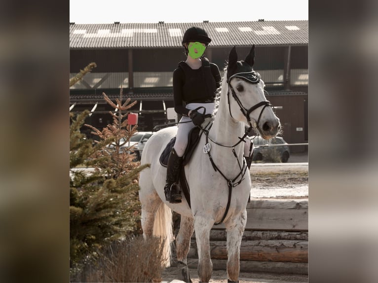 NMPRS Stute 14 Jahre 174 cm Schimmel in Wildberg
