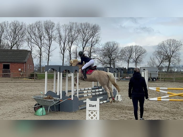 NMPRS Stute 15 Jahre 148 cm Palomino in Wuustwezel