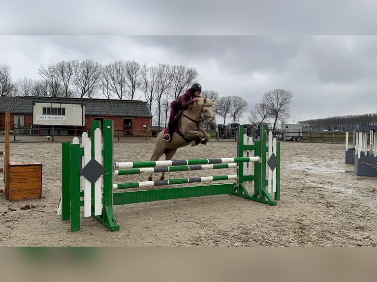 NMPRS Stute 15 Jahre 148 cm Palomino in Wuustwezel