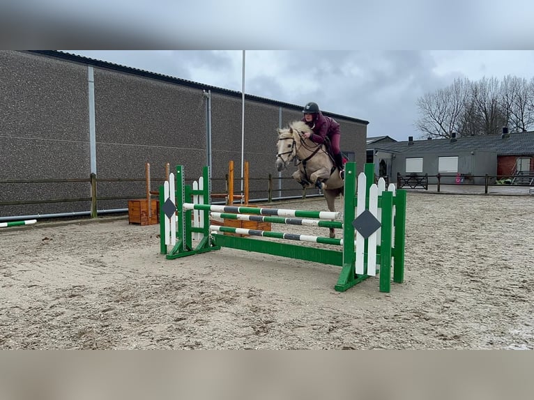 NMPRS Stute 15 Jahre 148 cm Palomino in Wuustwezel