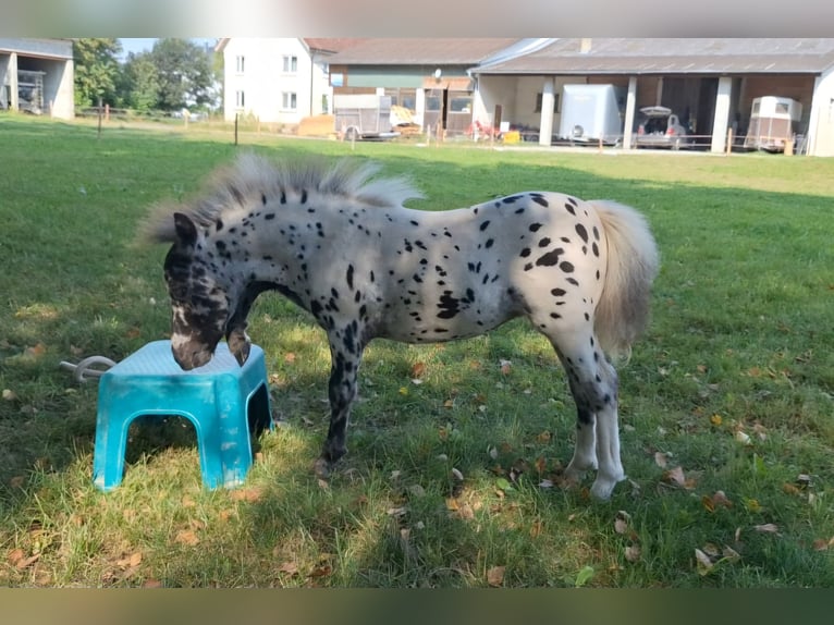 NMPRS Stute 1 Jahr 76 cm Tigerschecke in Schemmerhofen