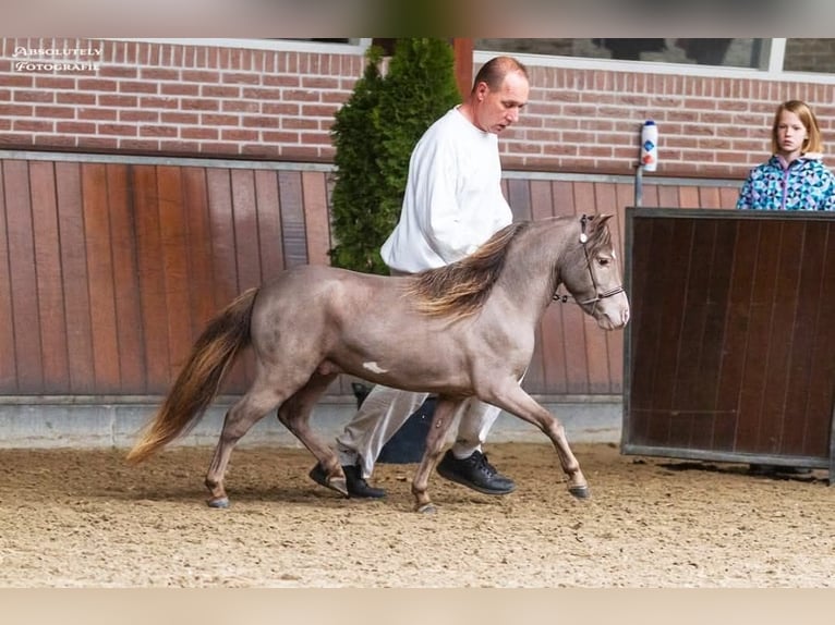 NMPRS Stute 1 Jahr 85 cm Rappe in Berkel en Rodenrijs