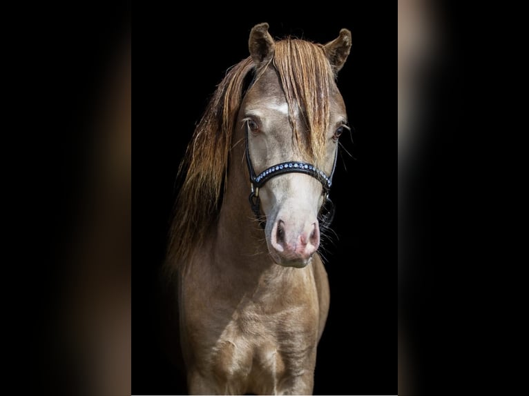 NMPRS Stute 1 Jahr 85 cm Rappe in Berkel en Rodenrijs