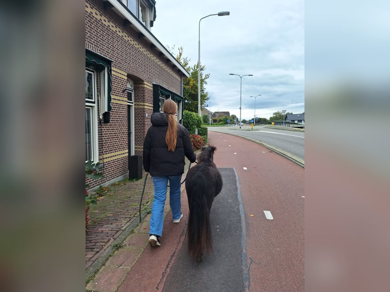 NMPRS Stute 1 Jahr 85 cm Rappe in Berkel en Rodenrijs