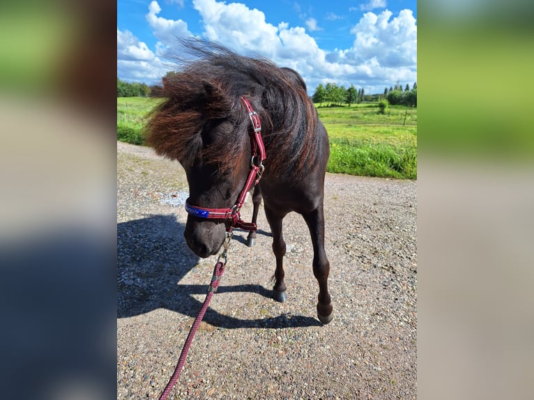 NMPRS Stute 1 Jahr 85 cm Rappe in Berkel en Rodenrijs