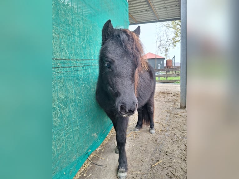 NMPRS Stute 1 Jahr 85 cm Rappe in Berkel en Rodenrijs