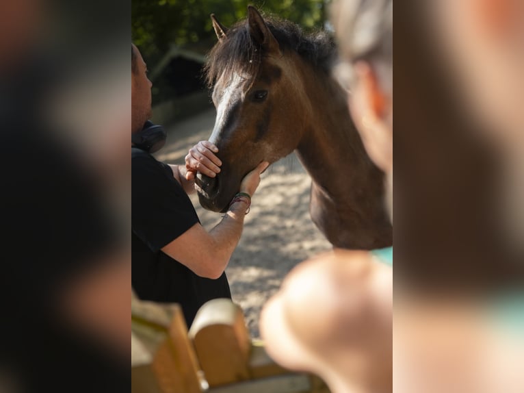 NMPRS Stute 3 Jahre 165 cm Schimmel in Noordwelle