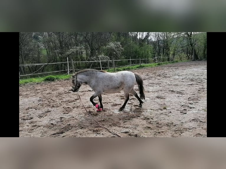 NMPRS Stute 7 Jahre 93 cm Buckskin in Weilheim an der Teck