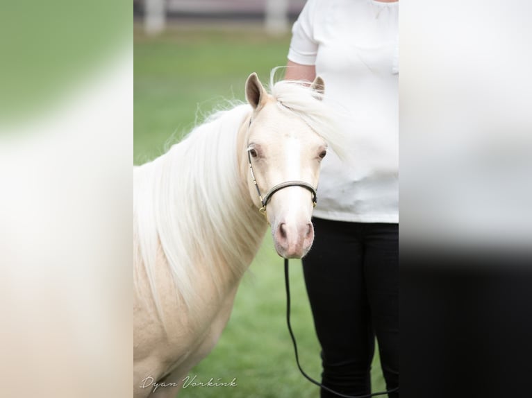 NMPRS Stute 9 Jahre 96 cm Champagne in Borculo