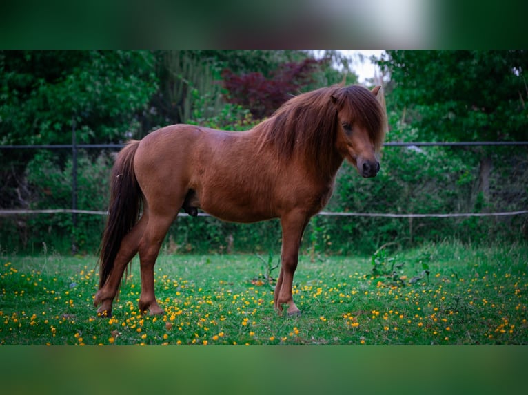 NMPRS Wałach 2 lat 100 cm Kasztanowata in Groenlo