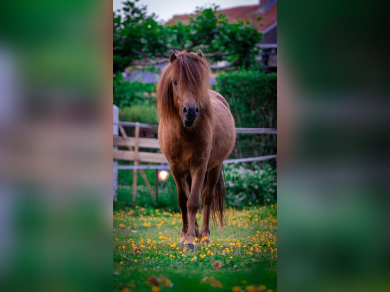 NMPRS Wałach 2 lat 100 cm Kasztanowata in Groenlo