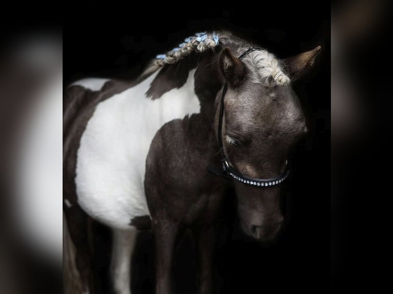 NMPRS Wałach 3 lat 92 cm Tobiano wszelkich maści in Heemskerk