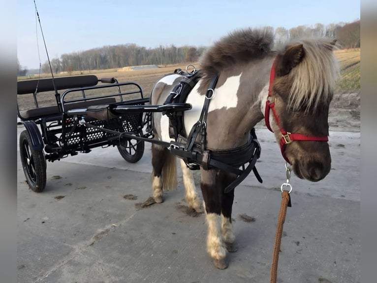 NMPRS Wałach 3 lat 92 cm Tobiano wszelkich maści in Heemskerk