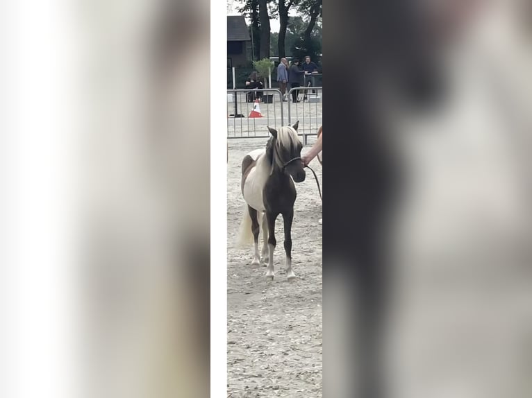 NMPRS Wałach 3 lat 92 cm Tobiano wszelkich maści in Heemskerk