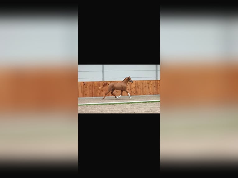 NMPRS Wałach 4 lat 144 cm Kasztanowata in Maldegem