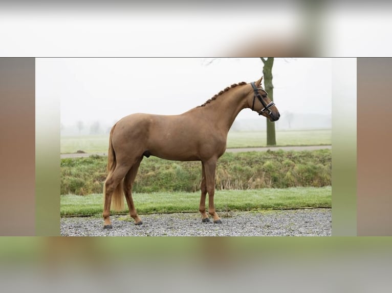 NMPRS Wałach 4 lat 144 cm Kasztanowata in Maldegem