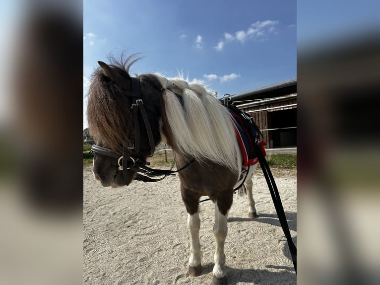 NMPRS Wałach 7 lat 87 cm in Gau&#xDF;ig