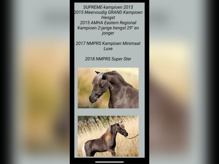 NMPRS Wallach 3 Jahre 80 cm Rotbrauner in Warmond