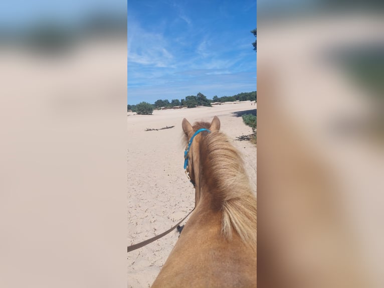 NMPRS Wallach 3 Jahre 94 cm Buckskin in Heemskerk