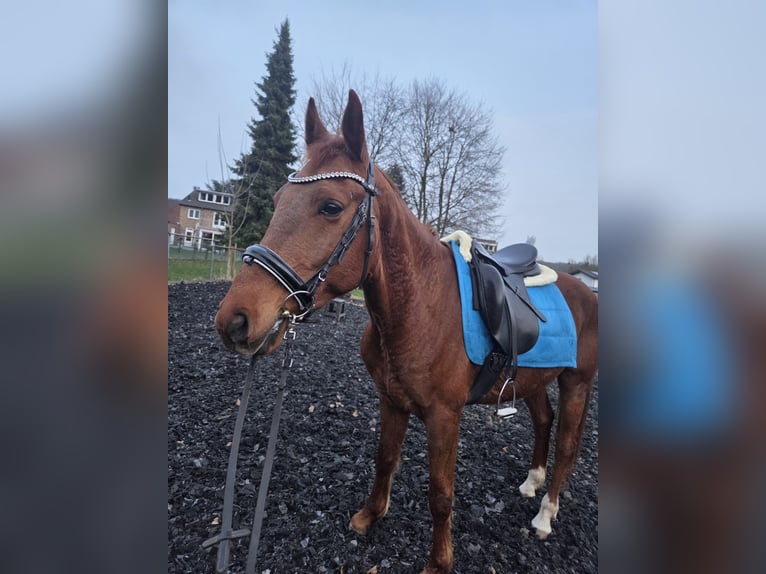 NMPRS Wallach 6 Jahre 155 cm Fuchs in Landgraaf
