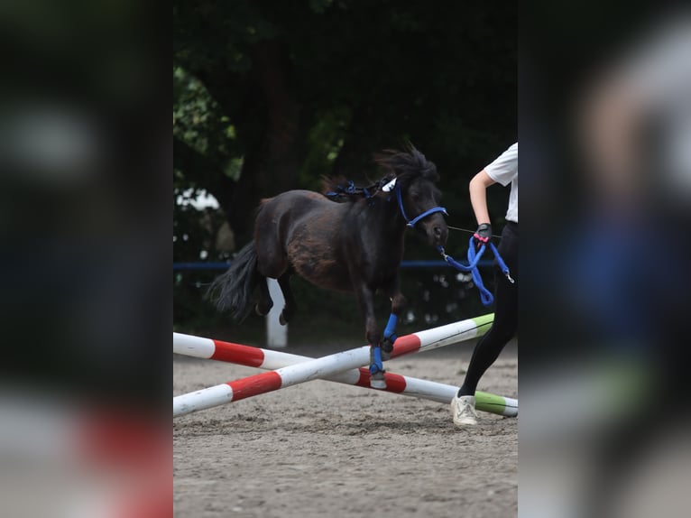 NMPRS Wallach 7 Jahre 95 cm Rappe in Heidelberg
