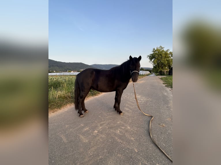 NMPRS Wallach 7 Jahre 95 cm Rappe in Heidelberg