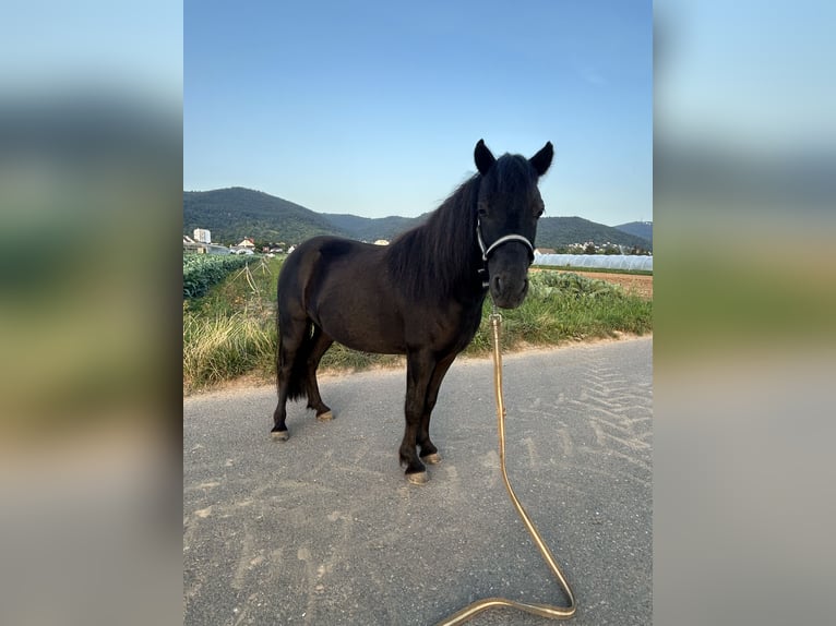 NMPRS Wallach 7 Jahre 95 cm Rappe in Heidelberg