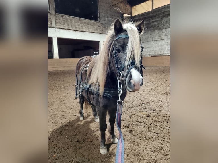 NMPRS Yegua 12 años 95 cm Alazán-tostado in Villach