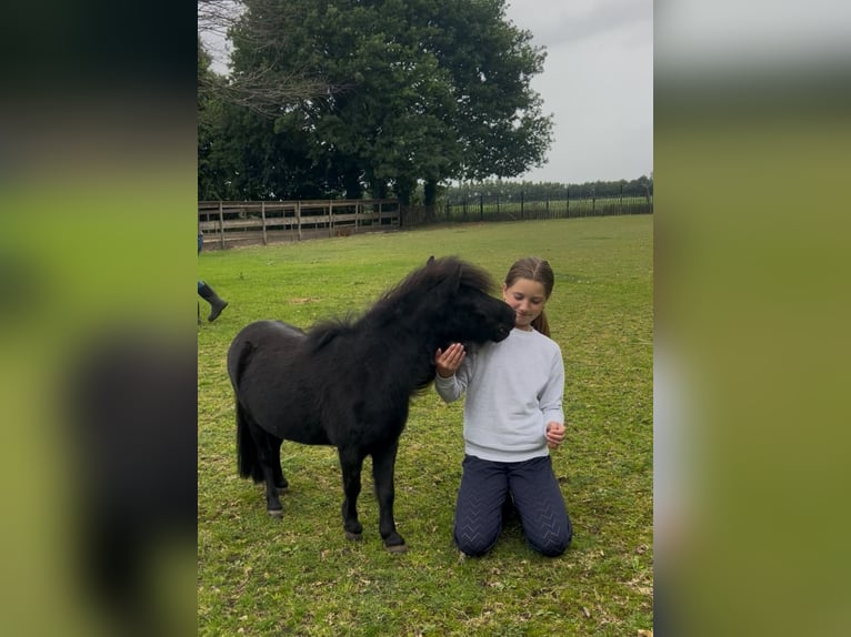 NMPRS Yegua 6 años 80 cm Negro in Alphen