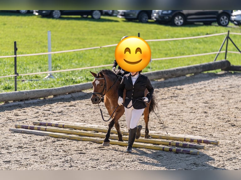 Nórico Mestizo Caballo castrado 10 años 140 cm Castaño in Seekirchen am Wallersee