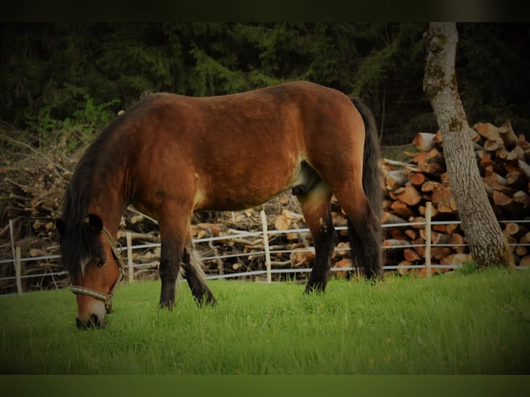 Nórico Mestizo Caballo castrado 10 años 140 cm Castaño in Seekirchen am Wallersee