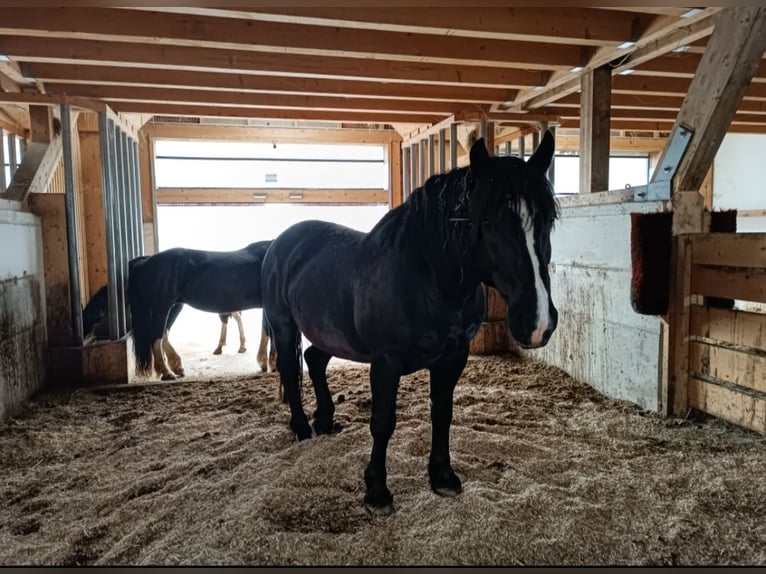 Nórico Caballo castrado 10 años 156 cm Negro in Waidhofen an der Ybbs